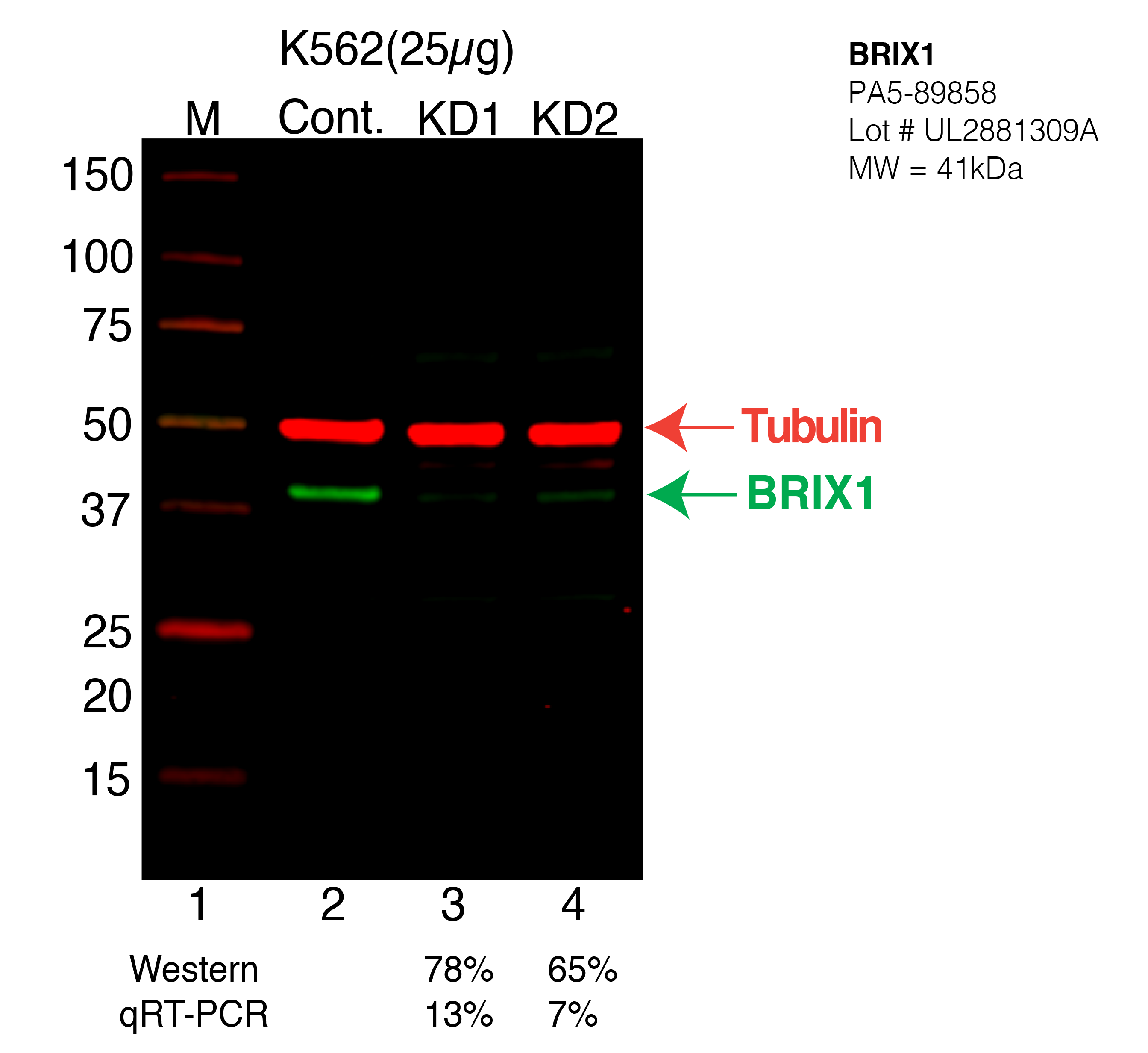 brix1-K562-CRISPR-PA5-89858.png<br>Caption: Western blot following CRISPR against BRIX1 in K562 whole cell lysate using BRIX1 specific antibody. Lane 1 is a ladder, lane 2 is K562 non-targeting control knockdown, lane 3 and 4 are two different CRISPR against BRIX1. BRIX1 protein appears as the green arrow, Tubulin serves as a control and appears in red arrow.