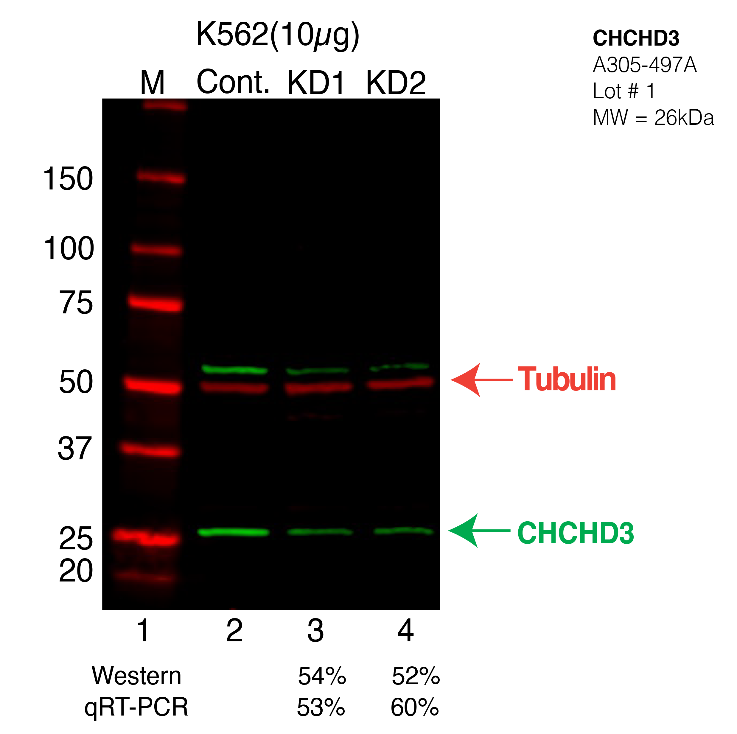 chchd3-K562-CRISPR-A305-497A.png<br>Caption: Western blot following CRISPR against CHCHD3 in K562 whole cell lysate using CHCHD3 specific antibody. Lane 1 is a ladder, lane 2 is K562 non-targeting control knockdown, lane 3 and 4 are two different CRISPR against CHCHD3. CHCHD3 protein appears as the green arrow, Tubulin serves as a control and appears in red arrow.