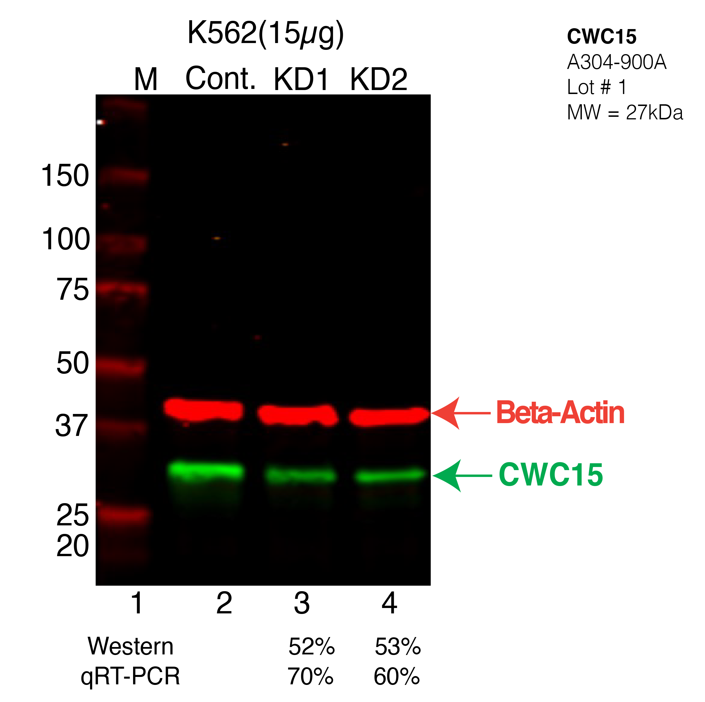 cwc15-K562-CRISPR-A304-900A.png<br>Caption: Western blot following CRISPR against CWC15 in K562 whole cell lysate using CWC15 specific antibody. Lane 1 is a ladder, lane 2 is K562 non-targeting control knockdown, lane 3 and 4 are two different CRISPR against CWC15. CWC15 protein appears as the green arrow, Beta-actin serves as a control and appears in red arrow.