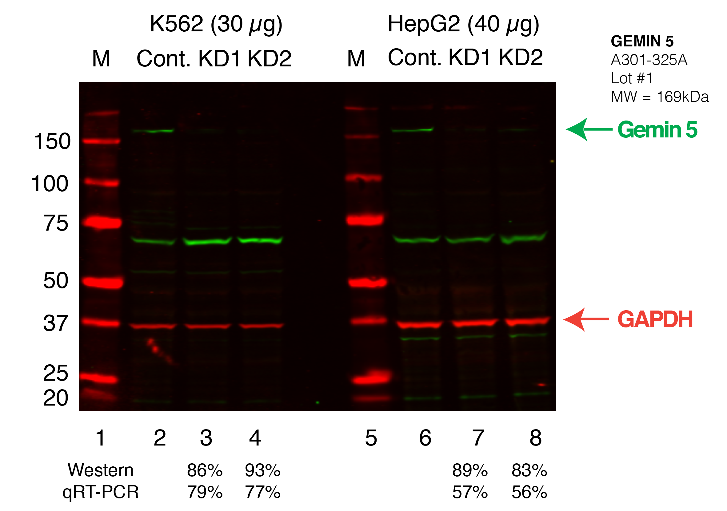 gemin5_Secondary_Western.png<br>Caption: Western blot following shRNA against FUS in K562 and HepG2 whole cell lysate using gemin-5 specific antibody. Lane 1 is a ladder, lane 2 is K562 non-targeting control knockdown, lane 2 and 3 are two different shRNAs against gemin-5. Lanes 5-7 follow the same pattern, but in HepG2. gemin-5 protein appears as the green band, GAPDH serves as a control and appears in red.