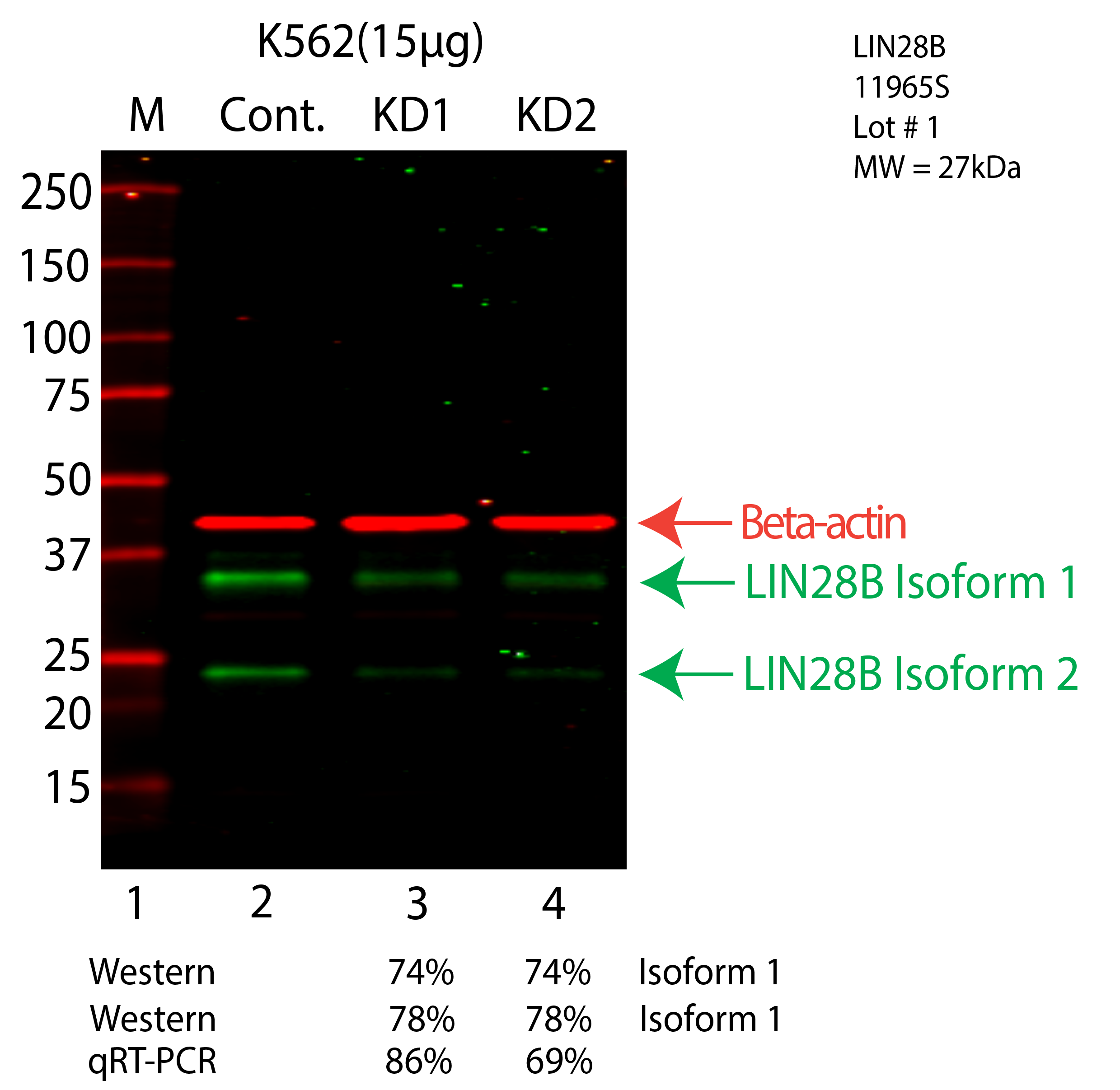 lin28b-K562-CRISPR-11965S.png<br>Caption: Western blot following shRNA against LIN28B in K562 whole cell lysate using LIN28B specific antibody. Lane 1 is a ladder, lane 2 is K562 non-targeting control knockdown, lane 3 and 4 are two different shRNA against LIN28B. LIN28B protein appears as the green arrow, Beta-actin serves as a control and appears in red arrow.