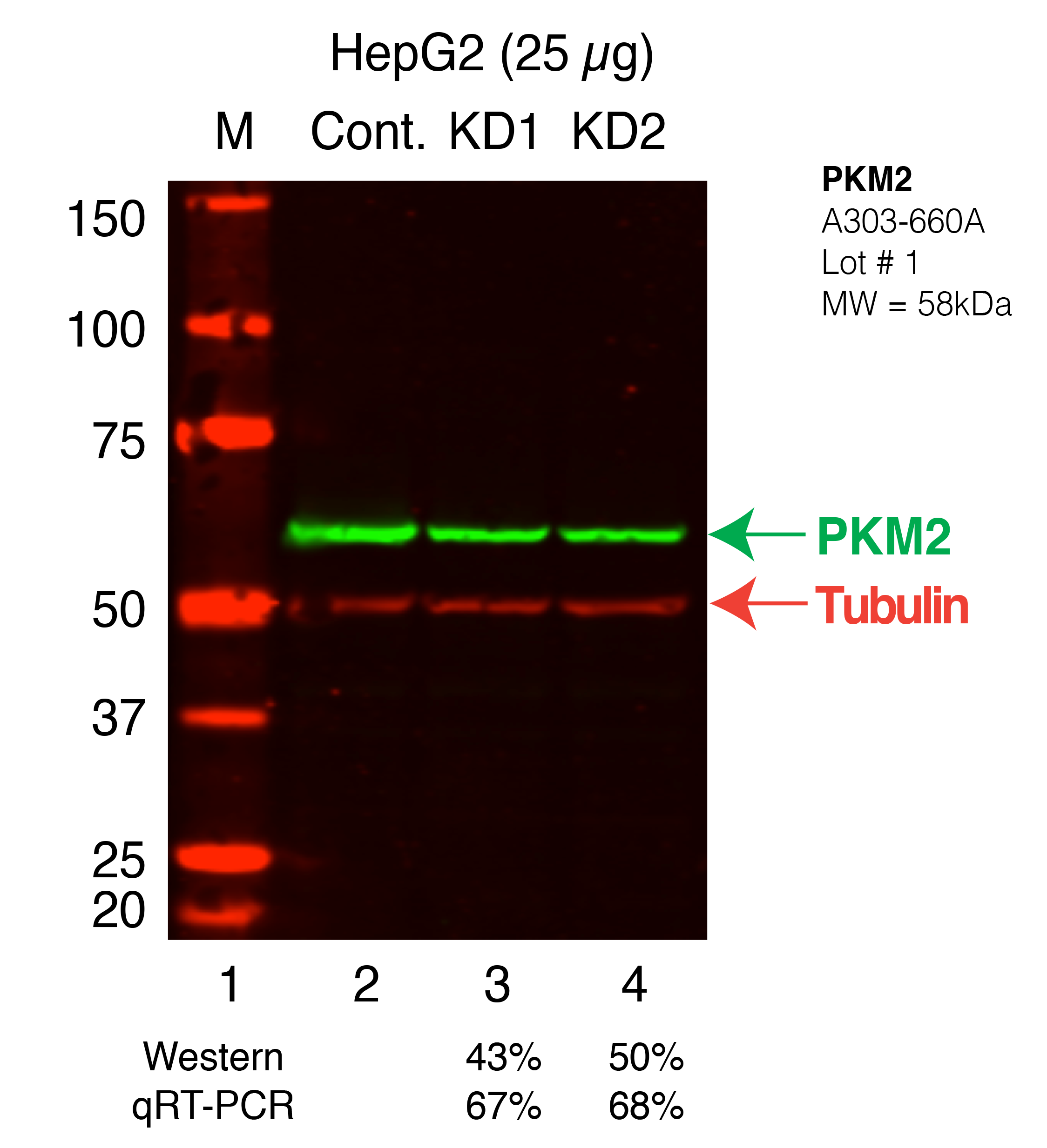 pkm2_Secondary_Western.png<br>Caption: Western blot following shRNA against pkm2 in HepG2 whole cell lysate using pkm2 specific antibody. Lane 1 is a ladder, lane 2 is HepG2 non-targeting control knockdown, lane 3 and 4 are two different shRNAs against pkm2. pkm2 protein appears as the green band, Tubulin serves as a control and appears in red.