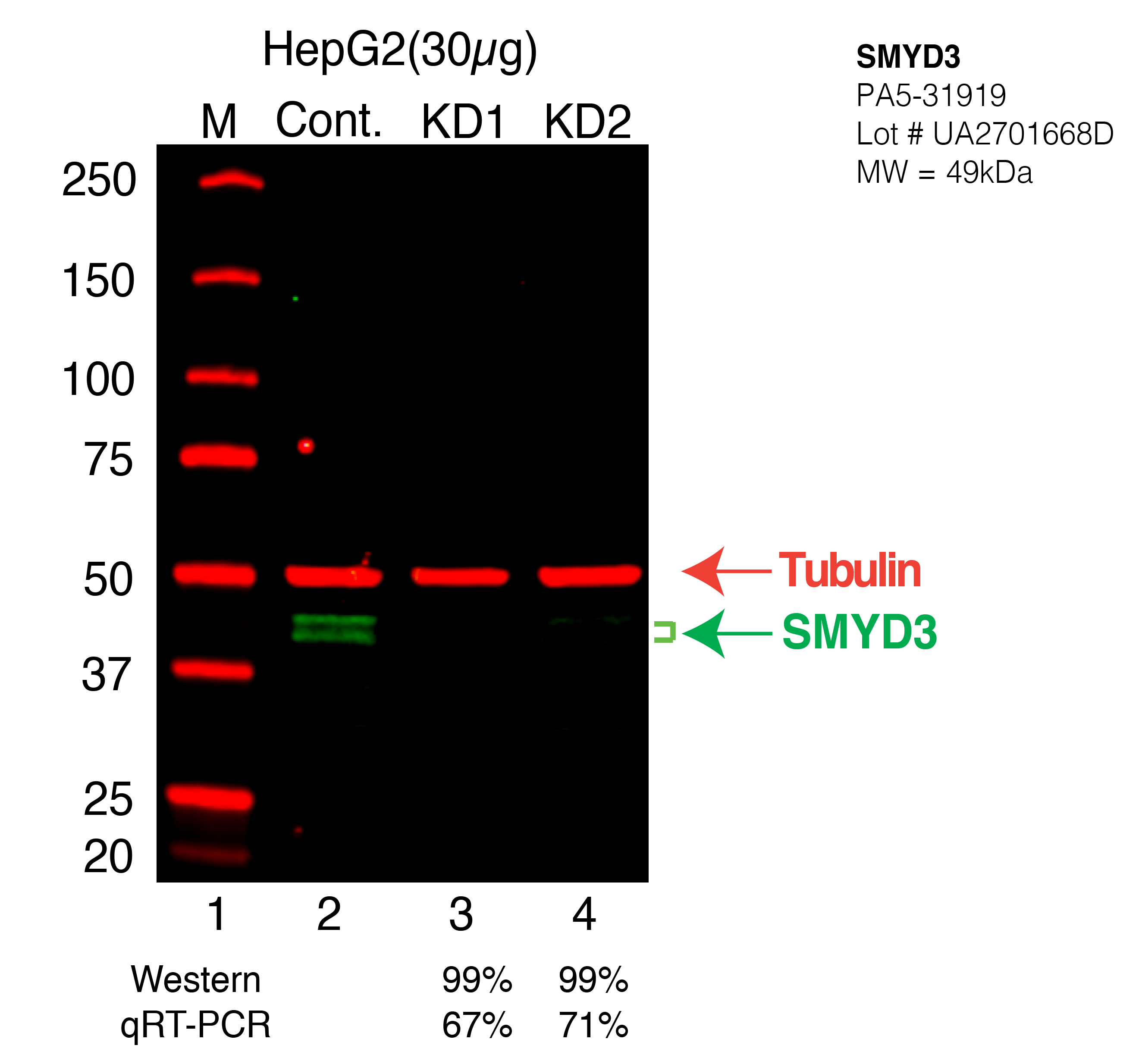 smyd3-HEPG2-CRISPR-PA5-31919.png<br>Caption: Western blot following CRISPR against SMYD3 in HepG2 whole cell lysate using SMYD3 specific antibody. Lane 1 is a ladder, lane 2 is HepG2 non-targeting control knockdown, lane 3 and 4 are two different CRISPR against SMYD3. SMYD3 protein appears as the green arrow, Tubulin serves as a control and appears in red arrow.