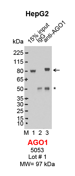 AGO1_HepG2.png<br>Caption: IP-Western Blot analysis of HepG2 whole cell lysate using AGO1/EIF2C1 specific antibody. Lane 1 is 3% of ten million whole cell lysate input (lane under '15% input') , lane 2 is 20% of IP enrichment using rabbit normal IgG (lane under 'IgG') and lane 3 is 20% IP enrichment using rabbit monoclonal anti-AGO1/EIF2C11 antibody (lanes under 'anti-AGO1'). Asterisk indicates heavy chain of antibody.