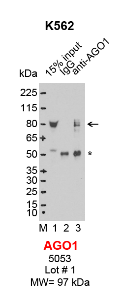 AGO1_K562.png<br>Caption: IP-Western Blot analysis of K562 whole cell lysate using AGO1/EIF2C1 specific antibody. Lane 1 is 3% of ten million whole cell lysate input (lane under '15% input') , lane 2 is 20% of IP enrichment using rabbit normal IgG (lane under 'IgG') and lane 3 is 20% IP enrichment using rabbit monoclonal anti-AGO1/EIF2C11 antibody (lanes under 'anti-AGO1'). Asterisk indicates heavy chain of antibody.