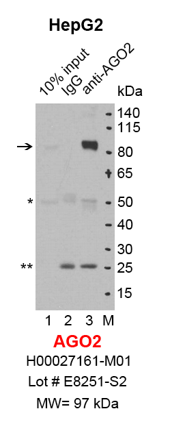 AGO2_HepG2.png<br>Caption: IP-Western Blot analysis of HepG2 whole cell lysate using AGO2/EIF2C2 specific antibody. Lane 1 is 2% of ten million whole cell lysate input (lane under '10% input') , lane 2 is 20% of IP enrichment using mouse normal IgG (lane under 'IgG') and lane 3 is 20% IP enrichment using mouse monoclonal anti-AGO2/EIF2C2 antibody (lanes under 'anti-AGO2'). Asterisk indicates heavy and light chains of antibody.