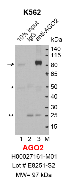 AGO2_K562.png<br>Caption: IP-Western Blot analysis of K562 whole cell lysate using AGO2/EIF2C2 specific antibody. Lane 1 is 2% of ten million whole cell lysate input (lane under '10% input') , lane 2 is 20% of IP enrichment using mouse normal IgG (lane under 'IgG') and lane 3 is 20% IP enrichment using mouse monoclonal anti-AGO2/EIF2C2 antibody (lanes under 'anti-AGO2'). Asterisk indicates heavy and light chains of antibody.