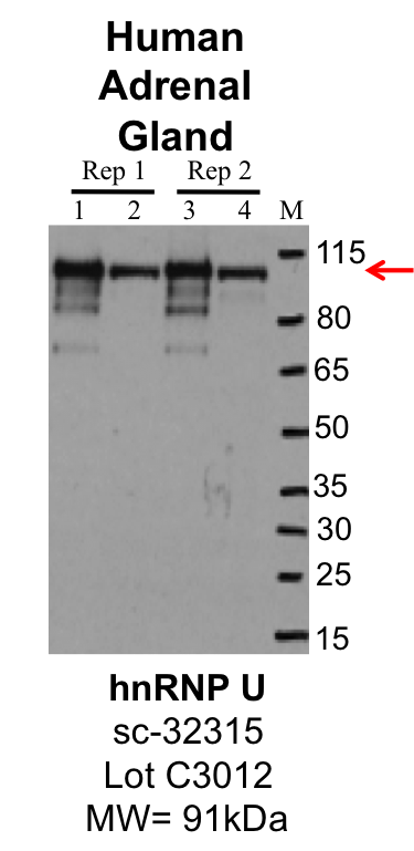 AdrenalGland_SantaCruz_sc32315_C3012_HNRNPU.png<br>Caption: IP-Western Blot analysis of human adrenal gland lysate using HNRNPU specific antibody. Lane 1 is 1% of 10 million tissue lysate input and lane 2 is 10% of IP enrichment using rabbit polyclonal anti-HNRNPU antibody (lanes under 'HNRNPU'). Lanes 3 and 4 indicate a technical replicate of lanes 1 and 2.