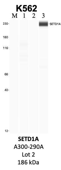 Bethyl_A300-290A_2_SETD1A.png<br>Caption: IP-WB analysis of K562 whole cell lysate using the SETD1A specific antibody, A300-290A. Lanes 1 and 2 are 2.5% of five million whole cell lysate input and 50% of IP enrichment, respectively, using a normal IgG antibody. Lane 3 is 50% of IP enrichment from five million whole cell lysate using the SETD1A-specific antibody, A300-290A. The same antibody was used to detect protein levels via Western blot. This antibody passes preliminary validation and will be further pursued for secondary validation. *NOTE* Protein sizes are taken from Genecards.org and are only estimates based on sequence. Actual protein size may differ based on protein characteristics and electrophoresis method used.