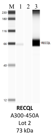 Bethyl_A300-450A_2_RECQL.png<br>Caption: IP-WB analysis of K562 whole cell lysate using the RECQL specific antibody, A300-450A. Lane 1 is 2.5% of five million whole cell lysate input. Lanes 2 and 3 are 50% of IP enrichment from five million whole cell lysate using normal IgG antibody and the RECQL-specific antibody, A300-450A. The same antibody was used to detect protein levels via Western blot. This antibody passes preliminary validation and will be further pursued for secondary validation. *NOTE* Protein sizes are taken from Genecards.org and are only estimates based on sequence. Actual protein size may differ based on protein characteristics and electrophoresis method used.