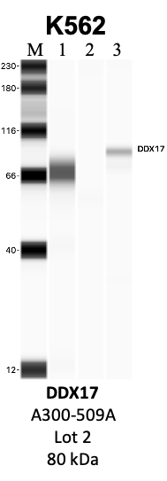 Bethyl_A300-509A_2_DDX17.png<br>Caption: IP-WB analysis of K562 whole cell lysate using the DDX17 specific antibody, A300-509A. Lanes 1 and 2 are 2.5% of five million whole cell lysate input and 50% of IP enrichment, respectively, using a normal IgG antibody. Lane 3 is 50% of IP enrichment from five million whole cell lysate using the DDX17-specific antibody, A300-509A. The same antibody was used to detect protein levels via Western blot. This antibody passes preliminary validation and will be further pursued for secondary validation. *NOTE* Protein sizes are taken from Genecards.org and are only estimates based on sequence. Actual protein size may differ based on protein characteristics and electrophoresis method used.