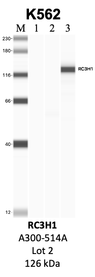 Bethyl_A300-514A_2_RC3H1.png<br>Caption: IP-WB analysis of K562 whole cell lysate using the RC3H1 specific antibody, A300-514A. Lanes 1 and 2 are 2.5% of five million whole cell lysate input and 50% of IP enrichment, respectively, using a normal IgG antibody. Lane 3 is 50% of IP enrichment from five million whole cell lysate using the RC3H1-specific antibody, A300-514A. The same antibody was used to detect protein levels via Western blot. This antibody passes preliminary validation and will be further pursued for secondary validation. *NOTE* Protein sizes are taken from Genecards.org and are only estimates based on sequence. Actual protein size may differ based on protein characteristics and electrophoresis method used.