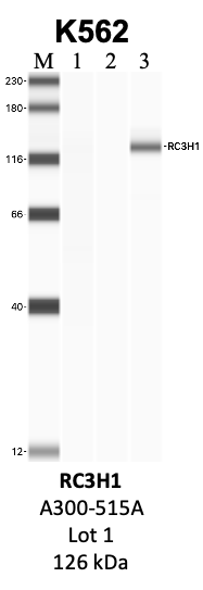 Bethyl_A300-515A_1_RC3H1.png<br>Caption: IP-WB analysis of K562 whole cell lysate using the RC3H1 specific antibody, A300-515A. Lanes 1 and 2 are 2.5% of five million whole cell lysate input and 50% of IP enrichment, respectively, using a normal IgG antibody. Lane 3 is 50% of IP enrichment from five million whole cell lysate using the RC3H1-specific antibody, A300-515A. The same antibody was used to detect protein levels via Western blot. This antibody passes preliminary validation and will be further pursued for secondary validation. *NOTE* Protein sizes are taken from Genecards.org and are only estimates based on sequence. Actual protein size may differ based on protein characteristics and electrophoresis method used.