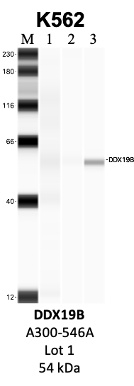 Bethyl_A300-546A_1_DDX19B.png<br>Caption: IP-WB analysis of K562 whole cell lysate using the DDX19B specific antibody, A300-546A. Lanes 1 and 2 are 2.5% of five million whole cell lysate input and 50% of IP enrichment, respectively, using a normal IgG antibody. Lane 3 is 50% of IP enrichment from five million whole cell lysate using the DDX19B-specific antibody, A300-546A. The same antibody was used to detect protein levels via Western blot. This antibody passes preliminary validation and will be further pursued for secondary validation. *NOTE* Protein sizes are taken from Genecards.org and are only estimates based on sequence. Actual protein size may differ based on protein characteristics and electrophoresis method used.