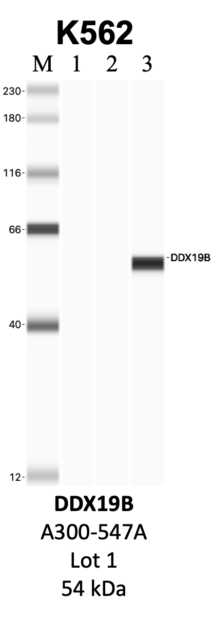 Bethyl_A300-547A_1_DDX19B.png<br>Caption: IP-WB analysis of K562 whole cell lysate using the DDX19B specific antibody, A300-547A. Lanes 1 and 2 are 2.5% of five million whole cell lysate input and 50% of IP enrichment, respectively, using a normal IgG antibody. Lane 3 is 50% of IP enrichment from five million whole cell lysate using the DDX19B-specific antibody, A300-547A. The same antibody was used to detect protein levels via Western blot. This antibody passes preliminary validation and will be further pursued for secondary validation. *NOTE* Protein sizes are taken from Genecards.org and are only estimates based on sequence. Actual protein size may differ based on protein characteristics and electrophoresis method used.