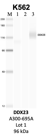 Bethyl_A300-695A_1_DDX23.png<br>Caption: IP-WB analysis of K562 whole cell lysate using the DDX23 specific antibody, A300-695A. Lanes 1 and 2 are 2.5% of five million whole cell lysate input and 50% of IP enrichment, respectively, using a normal IgG antibody. Lane 3 is 50% of IP enrichment from five million whole cell lysate using the DDX23-specific antibody, A300-695A. The same antibody was used to detect protein levels via Western blot. This antibody passes preliminary validation and will be further pursued for secondary validation. *NOTE* Protein sizes are taken from Genecards.org and are only estimates based on sequence. Actual protein size may differ based on protein characteristics and electrophoresis method used.