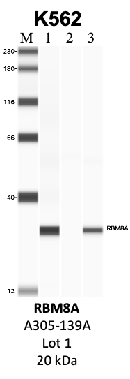 Bethyl_A301-033A_1_RBM8A.png<br>Caption: IP-WB analysis of K562 whole cell lysate using the RBM8A specific antibody, A301-033A. Lanes 1 and 2 are 2.5% of five million whole cell lysate input and 50% of IP enrichment, respectively, using a normal IgG antibody. Lane 3 is 50% of IP enrichment from five million whole cell lysate using the RBM8A-specific antibody, A301-033A. The same antibody was used to detect protein levels via Western blot. This antibody passes preliminary validation and will be further pursued for secondary validation. *NOTE* Protein sizes are taken from Genecards.org and are only estimates based on sequence. Actual protein size may differ based on protein characteristics and electrophoresis method used.