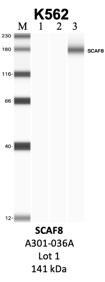 Bethyl_A301-036A_1_SCAF8.png<br>Caption: IP-WB analysis of K562 whole cell lysate using the SCAF8 specific antibody, A301-036A. Lanes 1 and 2 are 2.5% of five million whole cell lysate input and 50% of IP enrichment, respectively, using a normal IgG antibody. Lane 3 is 50% of IP enrichment from five million whole cell lysate using the SCAF8-specific antibody, A301-036A. The same antibody was used to detect protein levels via Western blot. This antibody passes preliminary validation and will be further pursued for secondary validation. *NOTE* Protein sizes are taken from Genecards.org and are only estimates based on sequence. Actual protein size may differ based on protein characteristics and electrophoresis method used.