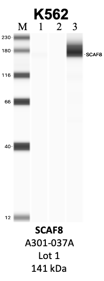 Bethyl_A301-037A_1_SCAF8.png<br>Caption: IP-WB analysis of K562 whole cell lysate using the SCAF8 specific antibody, A301-036A. Lanes 1 and 2 are 2.5% of five million whole cell lysate input and 50% of IP enrichment, respectively, using a normal IgG antibody. Lane 3 is 50% of IP enrichment from five million whole cell lysate using the SCAF8-specific antibody, A301-036A. The same antibody was used to detect protein levels via Western blot. This antibody passes preliminary validation and will be further pursued for secondary validation. *NOTE* Protein sizes are taken from Genecards.org and are only estimates based on sequence. Actual protein size may differ based on protein characteristics and electrophoresis method used.