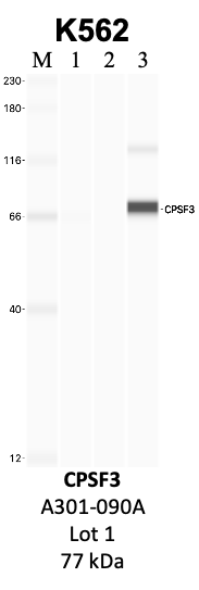 Bethyl_A301-090A_1_CPSF3.png<br>Caption: IP-WB analysis of K562 whole cell lysate using the CPSF3 specific antibody, A301-090A. Lanes 1 and 2 are 2.5% of five million whole cell lysate input and 50% of IP enrichment, respectively, using a normal IgG antibody. Lane 3 is 50% of IP enrichment from five million whole cell lysate using the CPSF3-specific antibody, A301-090A. The same antibody was used to detect protein levels via Western blot. This antibody passes preliminary validation and will be further pursued for secondary validation. *NOTE* Protein sizes are taken from Genecards.org and are only estimates based on sequence. Actual protein size may differ based on protein characteristics and electrophoresis method used.