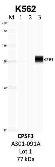 Bethyl_A301-091A_1_CPSF3.png<br>Caption: IP-WB analysis of K562 whole cell lysate using the CPSF3 specific antibody, A301-091A. Lanes 1 and 2 are 2.5% of five million whole cell lysate input and 50% of IP enrichment, respectively, using a normal IgG antibody. Lane 3 is 50% of IP enrichment from five million whole cell lysate using the CPSF3-specific antibody, A301-091A. The same antibody was used to detect protein levels via Western blot. This antibody passes preliminary validation and will be further pursued for secondary validation. *NOTE* Protein sizes are taken from Genecards.org and are only estimates based on sequence. Actual protein size may differ based on protein characteristics and electrophoresis method used.