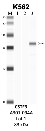 Bethyl_A301-094A_1_CSTF3.png<br>Caption: IP-WB analysis of K562 whole cell lysate using the CSTF3 specific antibody, A301-094A. Lanes 1 and 2 are 2.5% of five million whole cell lysate input and 50% of IP enrichment, respectively, using a normal IgG antibody. Lane 3 is 50% of IP enrichment from five million whole cell lysate using the CSTF3-specific antibody, A301-094A. The same antibody was used to detect protein levels via Western blot. This antibody passes preliminary validation and will be further pursued for secondary validation. *NOTE* Protein sizes are taken from Genecards.org and are only estimates based on sequence. Actual protein size may differ based on protein characteristics and electrophoresis method used.