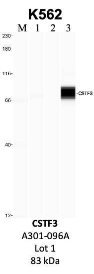 Bethyl_A301-096A_1_CSTF3.png<br>Caption: IP-WB analysis of K562 whole cell lysate using the CSTF3 specific antibody, A301-096A. Lanes 1 and 2 are 2.5% of five million whole cell lysate input and 50% of IP enrichment, respectively, using a normal IgG antibody. Lane 3 is 50% of IP enrichment from five million whole cell lysate using the CSTF3-specific antibody, A301-096A. The same antibody was used to detect protein levels via Western blot. This antibody passes preliminary validation and will be further pursued for secondary validation. *NOTE* Protein sizes are taken from Genecards.org and are only estimates based on sequence. Actual protein size may differ based on protein characteristics and electrophoresis method used.