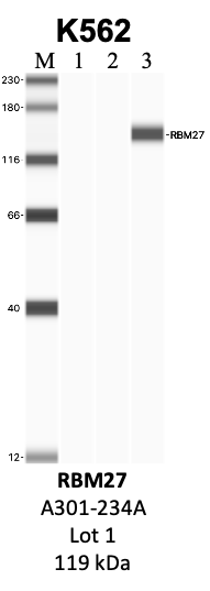 Bethyl_A301-234A_1_RBM27.png<br>Caption: IP-WB analysis of K562 whole cell lysate using the RBM27 specific antibody, A301-234A. Lanes 1 and 2 are 2.5% of five million whole cell lysate input and 50% of IP enrichment, respectively, using a normal IgG antibody. Lane 3 is 50% of IP enrichment from five million whole cell lysate using the RBM27-specific antibody, A301-234A. The same antibody was used to detect protein levels via Western blot. This antibody passes preliminary validation and will be further pursued for secondary validation. *NOTE* Protein sizes are taken from Genecards.org and are only estimates based on sequence. Actual protein size may differ based on protein characteristics and electrophoresis method used.