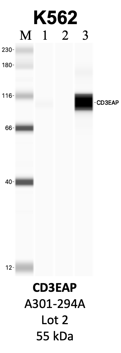 Bethyl_A301-294A_2_CD3EAP.png<br>Caption: IP-WB analysis of K562 whole cell lysate using the CD3EAP specific antibody, A301-294A. Lanes 1 and 2 are 2.5% of five million whole cell lysate input and 50% of IP enrichment, respectively, using a normal IgG antibody. Lane 3 is 50% of IP enrichment from five million whole cell lysate using the CD3EAP-specific antibody, A301-294A. The same antibody was used to detect protein levels via Western blot. This antibody passes preliminary validation and will be further pursued for secondary validation. *NOTE* Protein sizes are taken from Genecards.org and are only estimates based on sequence. Actual protein size may differ based on protein characteristics and electrophoresis method used.