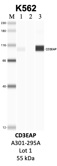 Bethyl_A301-295A_1_CD3EAP.png<br>Caption: IP-WB analysis of K562 whole cell lysate using the CD3EAP specific antibody, A301-295A. Lanes 1 and 2 are 2.5% of five million whole cell lysate input and 50% of IP enrichment, respectively, using a normal IgG antibody. Lane 3 is 50% of IP enrichment from five million whole cell lysate using the CD3EAP-specific antibody, A301-295A. The same antibody was used to detect protein levels via Western blot. This antibody passes preliminary validation and will be further pursued for secondary validation. *NOTE* Protein sizes are taken from Genecards.org and are only estimates based on sequence. Actual protein size may differ based on protein characteristics and electrophoresis method used.