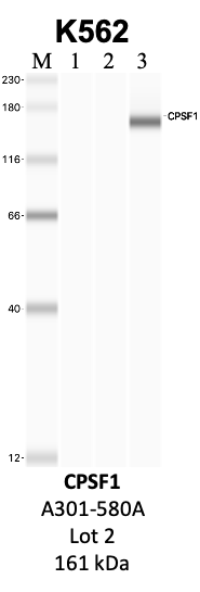 Bethyl_A301-580A_2_CPSF1.png<br>Caption: IP-WB analysis of K562 whole cell lysate using the CPSF1 specific antibody, A301-580A. Lanes 1 and 2 are 2.5% of five million whole cell lysate input and 50% of IP enrichment, respectively, using a normal IgG antibody. Lane 3 is 50% of IP enrichment from five million whole cell lysate using the CPSF1-specific antibody, A301-580A. The same antibody was used to detect protein levels via Western blot. This antibody passes preliminary validation and will be further pursued for secondary validation. *NOTE* Protein sizes are taken from Genecards.org and are only estimates based on sequence. Actual protein size may differ based on protein characteristics and electrophoresis method used.