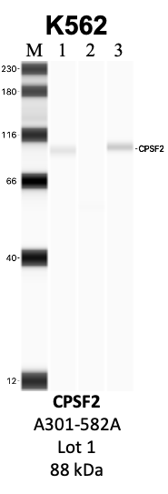 Bethyl_A301-582A_1_CPSF2.png<br>Caption: IP-WB analysis of K562 whole cell lysate using the CPSF2 specific antibody, A301-582A. Lanes 1 and 2 are 2.5% of five million whole cell lysate input and 50% of IP enrichment, respectively, using a normal IgG antibody. Lane 3 is 50% of IP enrichment from five million whole cell lysate using the CPSF2-specific antibody, A301-582A. The same antibody was used to detect protein levels via Western blot. This antibody passes preliminary validation and will be further pursued for secondary validation. *NOTE* Protein sizes are taken from Genecards.org and are only estimates based on sequence. Actual protein size may differ based on protein characteristics and electrophoresis method used.