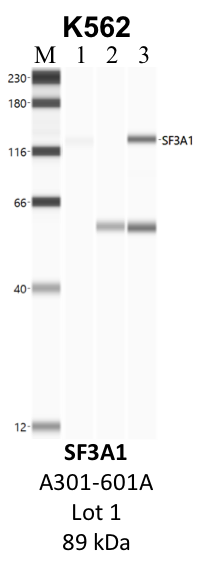 Bethyl_A301-601A_1_SF3A1.png<br>Caption: IP-WB analysis of K562 whole cell lysate using the SF3A1 specific antibody, A301-601A. Lane 1 is 2.5% of five million whole cell lysate input. Lanes 2 and 3 are 50% of IP enrichment from five million whole cell lysate using normal IgG antibody and the SF3A1-specific antibody, A301-601A. The same antibody was used to detect protein levels via Western blot. This antibody passes preliminary validation and will be further pursued for secondary validation. *NOTE* Protein sizes are taken from Genecards.org and are only estimates based on sequence. Actual protein size may differ based on protein characteristics and electrophoresis method used.