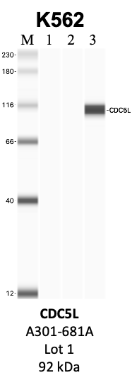 Bethyl_A301-681A_1_CDC5L.png<br>Caption: IP-WB analysis of K562 whole cell lysate using the CDC5L specific antibody, A301-681A. Lanes 1 and 2 are 2.5% of five million whole cell lysate input and 50% of IP enrichment, respectively, using a normal IgG antibody. Lane 3 is 50% of IP enrichment from five million whole cell lysate using the CDC5L-specific antibody, A301-681A. The same antibody was used to detect protein levels via Western blot. This antibody passes preliminary validation and will be further pursued for secondary validation. *NOTE* Protein sizes are taken from Genecards.org and are only estimates based on sequence. Actual protein size may differ based on protein characteristics and electrophoresis method used.