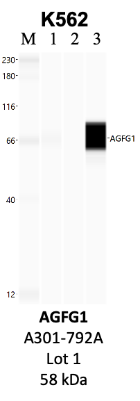 Bethyl_A301-792A_1_AGFG1.png<br>Caption: IP-WB analysis of K562 whole cell lysate using the AGFG1 specific antibody, A301-792A. Lanes 1 and 2 are 2.5% of five million whole cell lysate input and 50% of IP enrichment, respectively, using a normal IgG antibody. Lane 3 is 50% of IP enrichment from five million whole cell lysate using the AGFG1-specific antibody, A301-792A. The same antibody was used to detect protein levels via Western blot. This antibody passes preliminary validation and will be further pursued for secondary validation. *NOTE* Protein sizes are taken from Genecards.org and are only estimates based on sequence. Actual protein size may differ based on protein characteristics and electrophoresis method used.