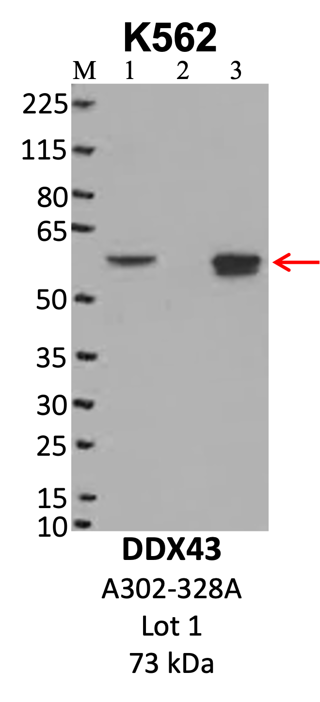 Bethyl_A302-328A_1_DDX43.png<br>Caption: IP-WB analysis of K562 whole cell lysate using the DDX43 specific antibody, A302-328A. Lanes 1 and 2 are 2.5% of five million whole cell lysate input and 50% of IP enrichment using a normal IgG antibody, respectively. Lane 3 is 50% of IP enrichment from five million whole cell lysate using the DDX43-specific antibody, A302-328A. The same antibody was used to detect protein levels via Western blot. This antibody passes preliminary validation and will be further pursued for secondary validation. *NOTE* Protein sizes are taken from Genecards.org and are only estimates based on sequence. Actual protein size may differ based on protein characteristics and electrophoresis method used.