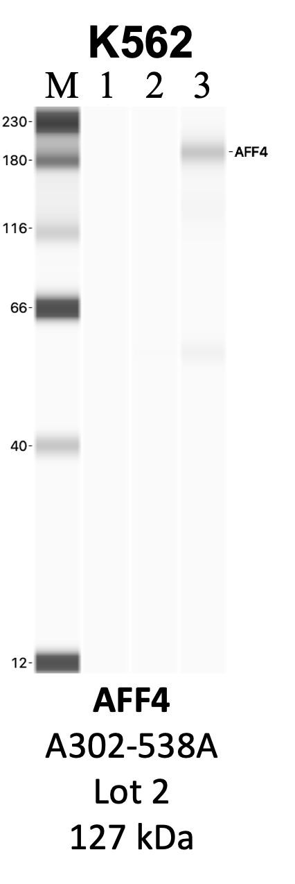 Bethyl_A302-538A_2_AFF4.png<br>Caption: IP-WB analysis of K562 whole cell lysate using the AFF4 specific antibody, A302-538A. Lanes 1 and 2 are 2.5% of five million whole cell lysate input and 50% of IP enrichment, respectively, using a normal IgG antibody. Lane 3 is 50% of IP enrichment from five million whole cell lysate using the AFF4-specific antibody, A302-538A. The same antibody was used to detect protein levels via Western blot. This antibody passes preliminary validation and will be further pursued for secondary validation. *NOTE* Protein sizes are taken from Genecards.org and are only estimates based on sequence. Actual protein size may differ based on protein characteristics and electrophoresis method used.