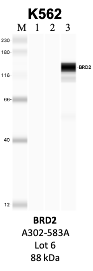 Bethyl_A302-583A_6_BRD2.png<br>Caption: IP-WB analysis of K562 whole cell lysate using the BRD2 specific antibody, A302-583A. Lanes 1 and 2 are 2.5% of five million whole cell lysate input and 50% of IP enrichment, respectively, using a normal IgG antibody. Lane 3 is 50% of IP enrichment from five million whole cell lysate using the BRD2-specific antibody, A302-583A. The same antibody was used to detect protein levels via Western blot. This antibody passes preliminary validation and will be further pursued for secondary validation. *NOTE* Protein sizes are taken from Genecards.org and are only estimates based on sequence. Actual protein size may differ based on protein characteristics and electrophoresis method used.