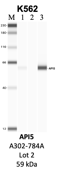 Bethyl_A302-784A_2_API5.png<br>Caption: IP-WB analysis of K562 whole cell lysate using the API5 specific antibody, A302-784A. Lanes 1 and 2 are 2.5% of five million whole cell lysate input and 50% of IP enrichment, respectively, using a normal IgG antibody. Lane 3 is 50% of IP enrichment from five million whole cell lysate using the API5-specific antibody, A302-784A. The same antibody was used to detect protein levels via Western blot. This antibody passes preliminary validation and will be further pursued for secondary validation. *NOTE* Protein sizes are taken from Genecards.org and are only estimates based on sequence. Actual protein size may differ based on protein characteristics and electrophoresis method used.