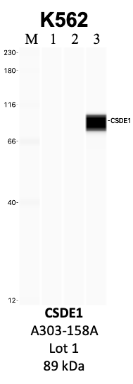 Bethyl_A303-158A_1_CSDE1.png<br>Caption: IP-WB analysis of K562 whole cell lysate using the CSDE1 specific antibody, A303-158A. Lanes 1 and 2 are 2.5% of five million whole cell lysate input and 50% of IP enrichment, respectively, using a normal IgG antibody. Lane 3 is 50% of IP enrichment from five million whole cell lysate using the CSDE1-specific antibody, A303-158A. The same antibody was used to detect protein levels via Western blot. This antibody passes preliminary validation and will be further pursued for secondary validation. *NOTE* Protein sizes are taken from Genecards.org and are only estimates based on sequence. Actual protein size may differ based on protein characteristics and electrophoresis method used.