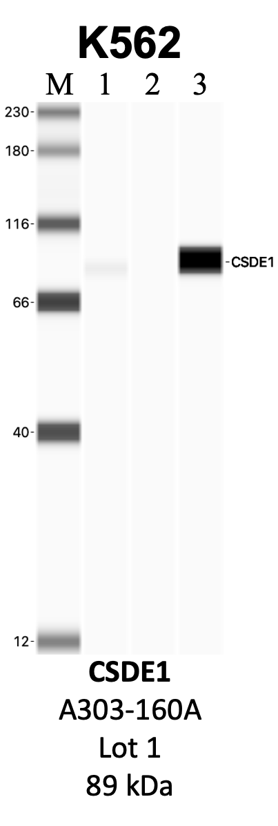 Bethyl_A303-160A_1_CSDE1.png<br>Caption: IP-WB analysis of K562 whole cell lysate using the CSDE1 specific antibody, A303-160A. Lanes 1 and 2 are 2.5% of five million whole cell lysate input and 50% of IP enrichment, respectively, using a normal IgG antibody. Lane 3 is 50% of IP enrichment from five million whole cell lysate using the CSDE1-specific antibody, A303-160A. The same antibody was used to detect protein levels via Western blot. This antibody passes preliminary validation and will be further pursued for secondary validation. *NOTE* Protein sizes are taken from Genecards.org and are only estimates based on sequence. Actual protein size may differ based on protein characteristics and electrophoresis method used.