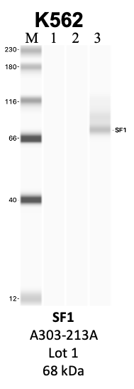 Bethyl_A303-213A_1_SF1.png<br>Caption: Immunoprecipitation lane (3) exhibits a large deviation from the expected protein size, which we believe is due to performing the characterization using the Jess Western Blotting system. This system has a documented tendency for some proteins to run differently than with more traditional methods due to their compositions and interactions with the electrophoretic components. The image also closely resembles the example image provided by the vendor but secondary validation will be needed for verification.