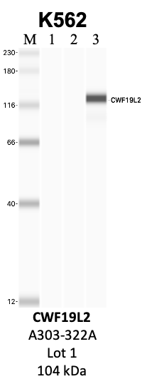 Bethyl_A303-322A_1_CWF19L2.png<br>Caption: IP-WB analysis of K562 whole cell lysate using the CWF19L2 specific antibody, A303-322A. Lanes 1 and 2 are 2.5% of five million whole cell lysate input and 50% of IP enrichment, respectively, using a normal IgG antibody. Lane 3 is 50% of IP enrichment from five million whole cell lysate using the CWF19L2-specific antibody, A303-322A. The same antibody was used to detect protein levels via Western blot. This antibody passes preliminary validation and will be further pursued for secondary validation. *NOTE* Protein sizes are taken from Genecards.org and are only estimates based on sequence. Actual protein size may differ based on protein characteristics and electrophoresis method used.