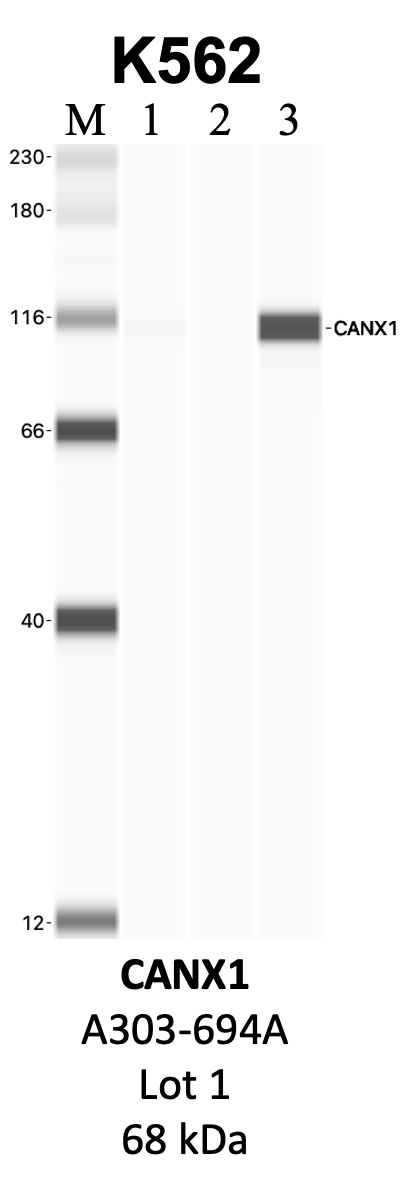 Bethyl_A303-694A_1_CANX.png<br>Caption: IP-WB analysis of K562 whole cell lysate using the CANX specific antibody, A303-694A. Lanes 1 and 2 are 2.5% of five million whole cell lysate input and 50% of IP enrichment, respectively, using a normal IgG antibody. Lane 3 is 50% of IP enrichment from five million whole cell lysate using the CANX-specific antibody, A303-694A. The same antibody was used to detect protein levels via Western blot. This antibody passes preliminary validation and will be further pursued for secondary validation. *NOTE* Protein sizes are taken from Genecards.org and are only estimates based on sequence. Actual protein size may differ based on protein characteristics and electrophoresis method used.