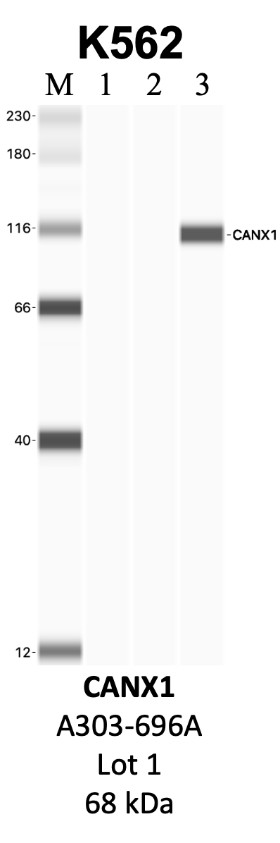 Bethyl_A303-696A_1_CANX.png<br>Caption: IP-WB analysis of K562 whole cell lysate using the CANX specific antibody, A303-696A. Lanes 1 and 2 are 2.5% of five million whole cell lysate input and 50% of IP enrichment, respectively, using a normal IgG antibody. Lane 3 is 50% of IP enrichment from five million whole cell lysate using the CANX-specific antibody, A303-696A. The same antibody was used to detect protein levels via Western blot. This antibody passes preliminary validation and will be further pursued for secondary validation. *NOTE* Protein sizes are taken from Genecards.org and are only estimates based on sequence. Actual protein size may differ based on protein characteristics and electrophoresis method used.