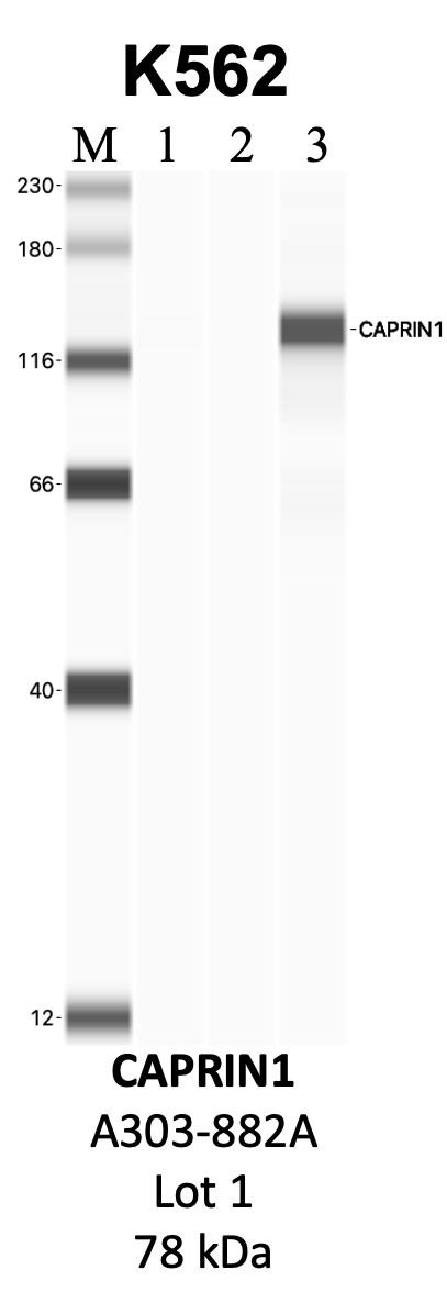 Bethyl_A303-882A_1_CAPRIN1.png<br>Caption: IP-WB analysis of K562 whole cell lysate using the CAPRIN1 specific antibody, A303-882A. Lanes 1 and 2 are 2.5% of five million whole cell lysate input and 50% of IP enrichment, respectively, using a normal IgG antibody. Lane 3 is 50% of IP enrichment from five million whole cell lysate using the CAPRIN1-specific antibody, A303-882A. The same antibody was used to detect protein levels via Western blot. This antibody passes preliminary validation and will be further pursued for secondary validation. *NOTE* Protein sizes are taken from Genecards.org and are only estimates based on sequence. Actual protein size may differ based on protein characteristics and electrophoresis method used.