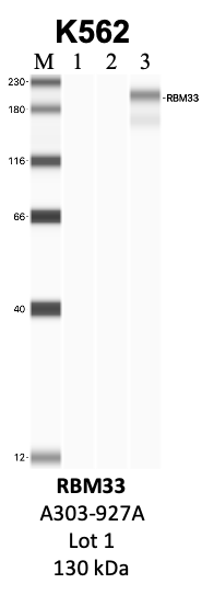 Bethyl_A303-927A_1_RBM33.png<br>Caption: IP-WB analysis of K562 whole cell lysate using the RBM33 specific antibody, A303-927A. Lanes 1 and 2 are 2.5% of five million whole cell lysate input and 50% of IP enrichment, respectively, using a normal IgG antibody. Lane 3 is 50% of IP enrichment from five million whole cell lysate using the RBM33-specific antibody, A303-927A. The same antibody was used to detect protein levels via Western blot. This antibody passes preliminary validation and will be further pursued for secondary validation. *NOTE* Protein sizes are taken from Genecards.org and are only estimates based on sequence. Actual protein size may differ based on protein characteristics and electrophoresis method used.