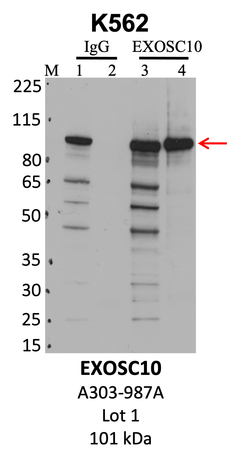 Bethyl_A303-987A_1_EXOSC10.png<br>Caption: IP-WB analysis of K562 whole cell lysate using the EXOSC10 specific antibody, A303-987A. Lanes 1 and 3 are 2.5% of five million whole cell lysate input. Lanes 2 and 4 are 50% of IP enrichment from five million whole cell lysate using normal IgG antibody and the EXOSC10-specific antibody, A303-987A. The same antibody was used to detect protein levels via Western blot. This antibody passes preliminary validation and will be further pursued for secondary validation. *NOTE* Protein sizes are taken from Genecards.org and are only estimates based on sequence. Actual protein size may differ based on protein characteristics and electrophoresis method used.