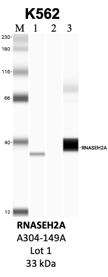 Bethyl_A304-149A_1_RNASEH2A.png<br>Caption: IP-WB analysis of K562 whole cell lysate using the RNASEH2A specific antibody, A304-149A. Lanes 1 and 2 are 2.5% of five million whole cell lysate input and 50% of IP enrichment, respectively, using a normal IgG antibody. Lane 3 is 50% of IP enrichment from five million whole cell lysate using the RNASEH2A-specific antibody, A304-149A. The same antibody was used to detect protein levels via Western blot. This antibody passes preliminary validation and will be further pursued for secondary validation. *NOTE* Protein sizes are taken from Genecards.org and are only estimates based on sequence. Actual protein size may differ based on protein characteristics and electrophoresis method used.