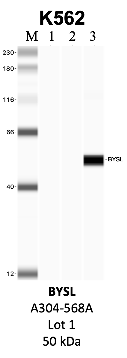 Bethyl_A304-568A_1_BYSL.png<br>Caption: IP-WB analysis of K562 whole cell lysate using the BYSL specific antibody, A304-568A. Lanes 1 and 2 are 2.5% of five million whole cell lysate input and 50% of IP enrichment, respectively, using a normal IgG antibody. Lane 3 is 50% of IP enrichment from five million whole cell lysate using the BYSL-specific antibody, A304-568A. The same antibody was used to detect protein levels via Western blot. This antibody passes preliminary validation and will be further pursued for secondary validation. *NOTE* Protein sizes are taken from Genecards.org and are only estimates based on sequence. Actual protein size may differ based on protein characteristics and electrophoresis method used.